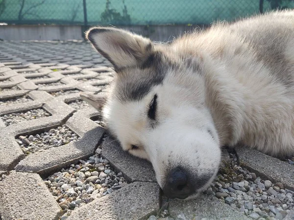 Hund Liegt Sonnigem Tag Auf Gehweg — Stockfoto
