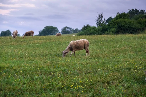 Herd Sheeps Grazing Mountain Meadow — Stock Photo, Image