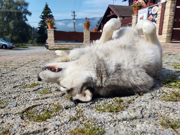 Hund Liegt Auf Gehweg Der Stadt — Stockfoto