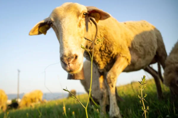 山の牧草地で羊の放牧の群れ — ストック写真