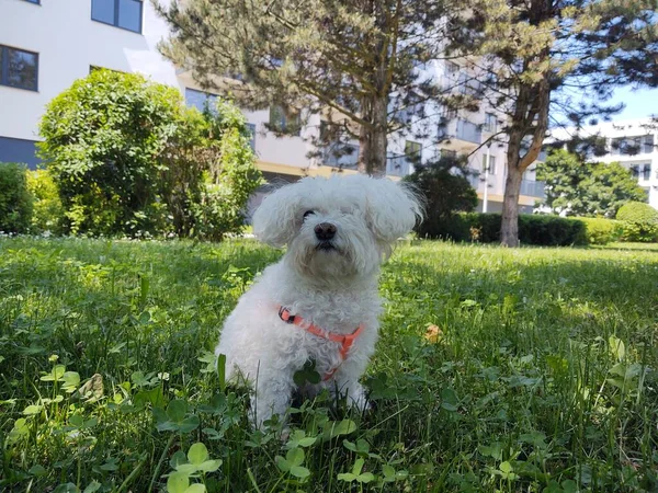 Cute Dog Park — Stock Photo, Image