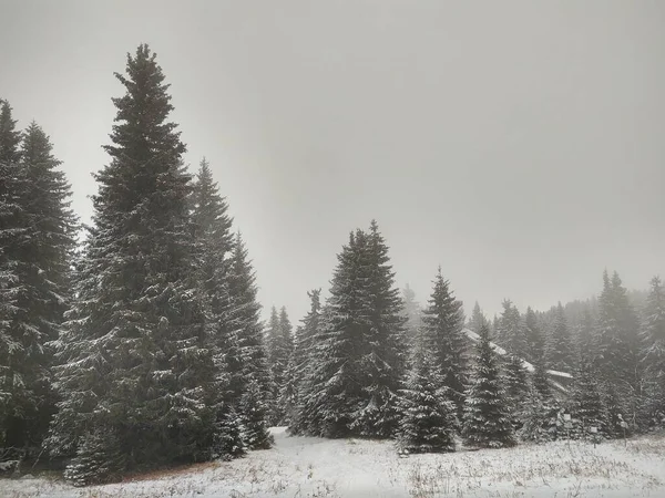 Όμορφο Δάσος Χειμώνα Χιόνι — Φωτογραφία Αρχείου