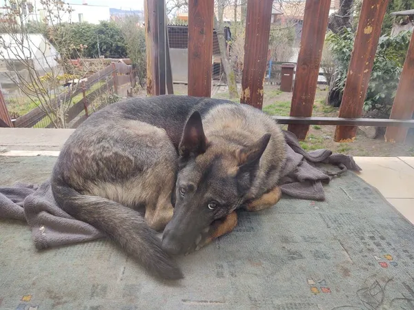 Niedlicher Hund Liegt Auf Balkon — Stockfoto