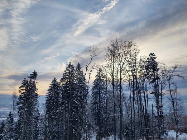 Karla Kaplı Ağaçlarla Kaplı Dağlarda Güzel Bir Kış Ormanı — Stok fotoğraf