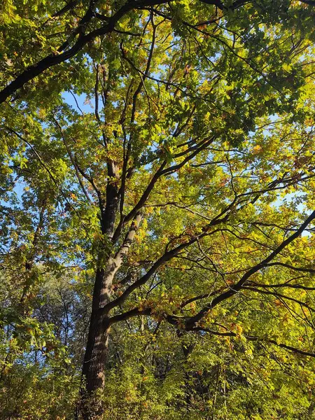 Όμορφο Φθινόπωρο Δάσος Δέντρα Και Πράσινα Φύλλα — Φωτογραφία Αρχείου