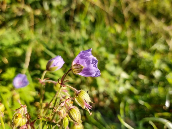 Hermosas Flores Púrpuras Campo —  Fotos de Stock