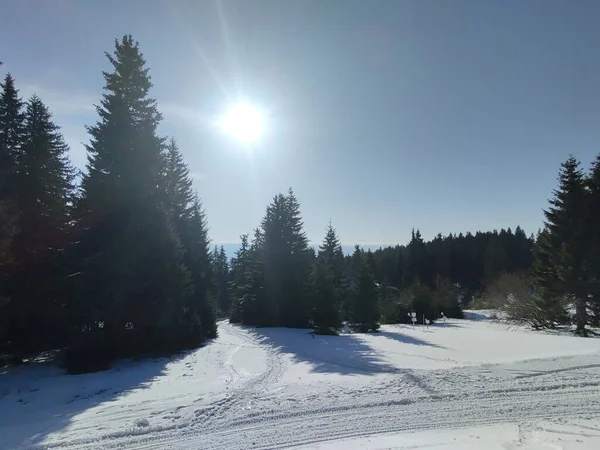 Hermoso Paisaje Invierno Con Bosque — Foto de Stock