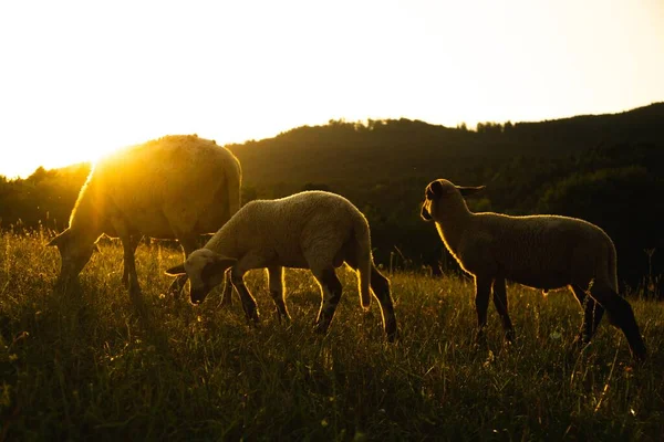 山の牧草地で羊の放牧の群れ — ストック写真