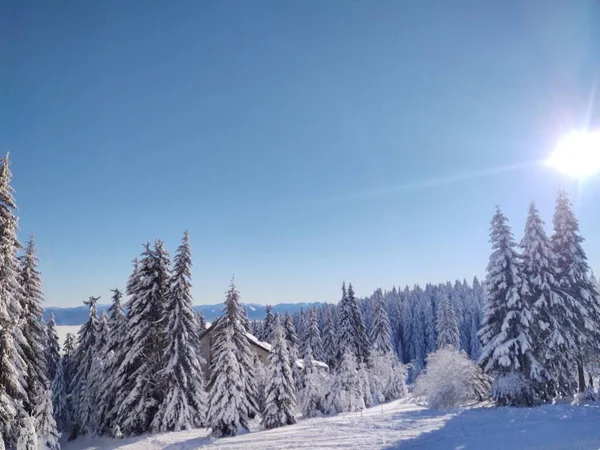 Bela Paisagem Inverno Com Árvores Cobertas Neve — Fotografia de Stock