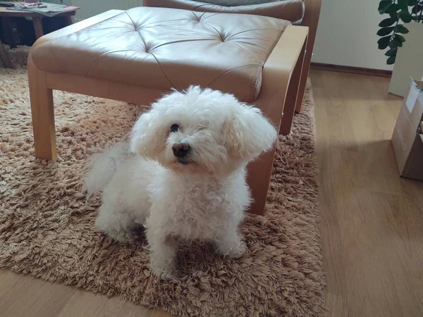 Mignon Chien Sur Tapis Maison — Photo