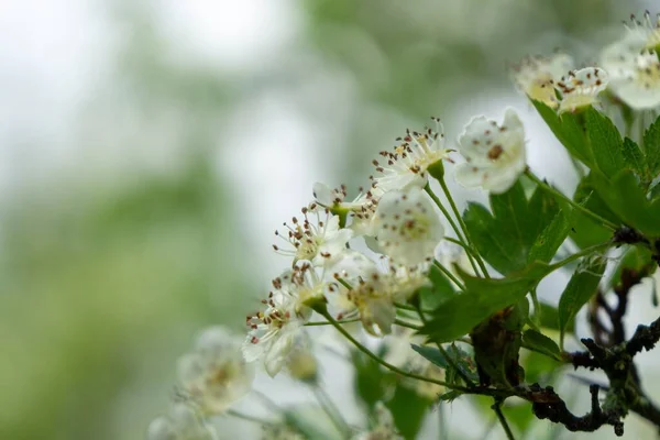 Belas Flores Brancas Flor Galhos Árvore Estação Primavera — Fotografia de Stock