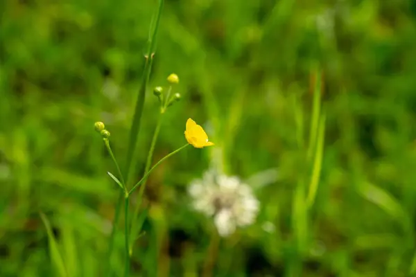 Piękny Żółty Kwiat Zielonym Ogrodzie — Zdjęcie stockowe