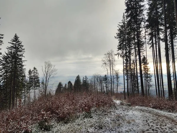 Dağ Ormanlarıyla Güzel Kış Manzarası — Stok fotoğraf