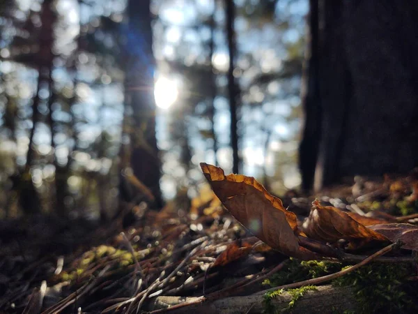 Poklesla Podzimní Listí Lese — Stock fotografie