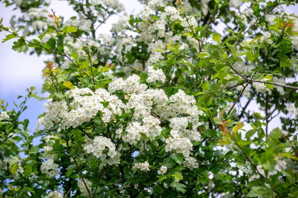 Schöne Weiße Blumen Blühen Zur Frühlingszeit Auf Ästen — Stockfoto