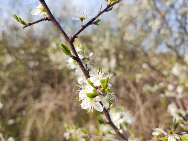 Belas Flores Brancas Flor Galhos Árvore Estação Primavera — Fotografia de Stock