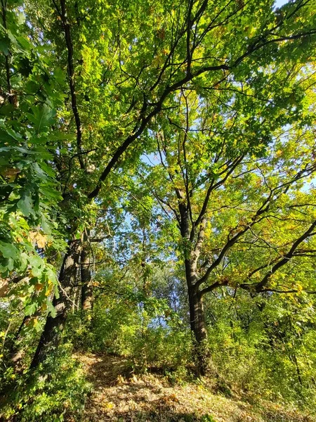 Hermoso Bosque Otoño Con Árboles Hojas Verdes —  Fotos de Stock