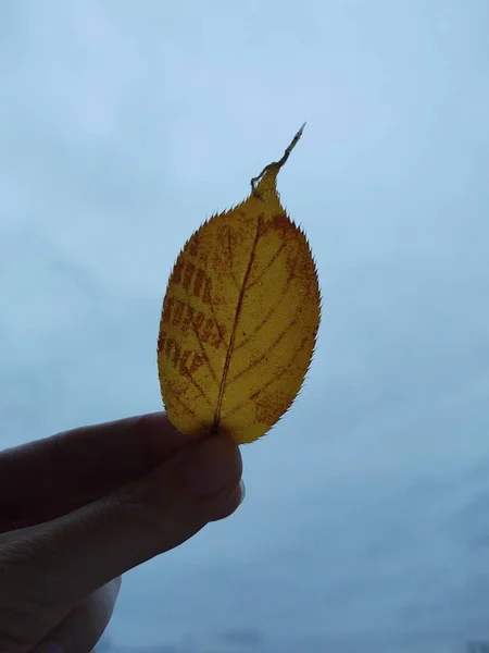 손으로 배경에 나뭇잎을 — 스톡 사진