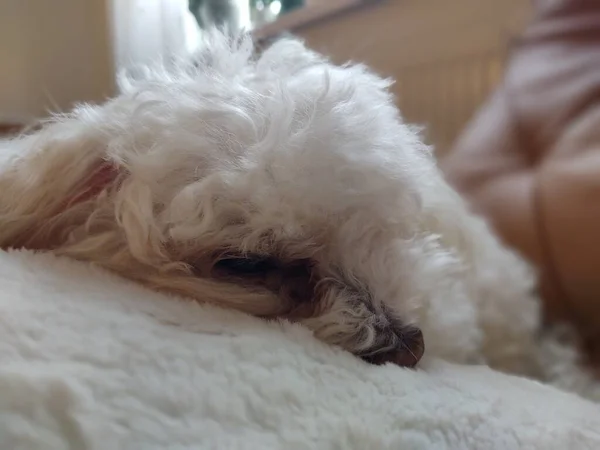 Lindo Perro Peludo Almohada Casa — Foto de Stock