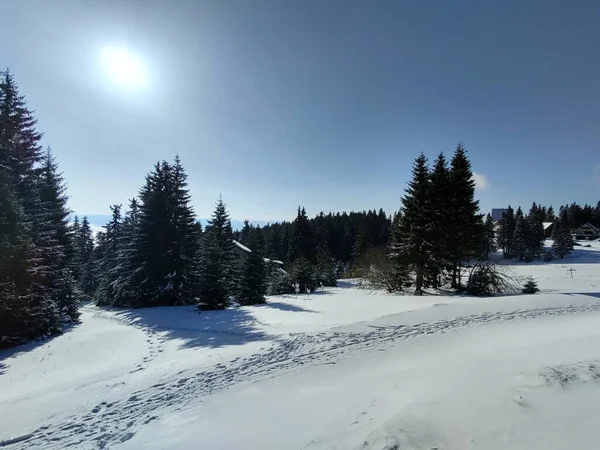 Vacker Vinterskog Solig Dag — Stockfoto