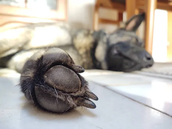 Cão Deitado Chão Casa — Fotografia de Stock