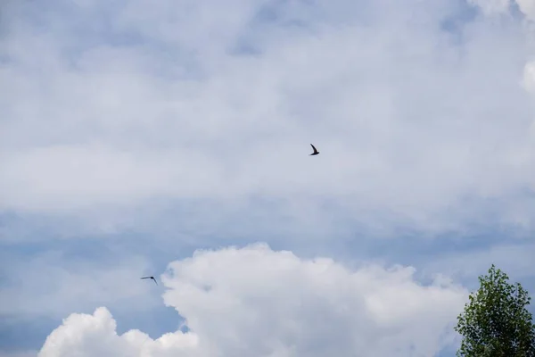 曇り空を飛ぶ鳥 — ストック写真