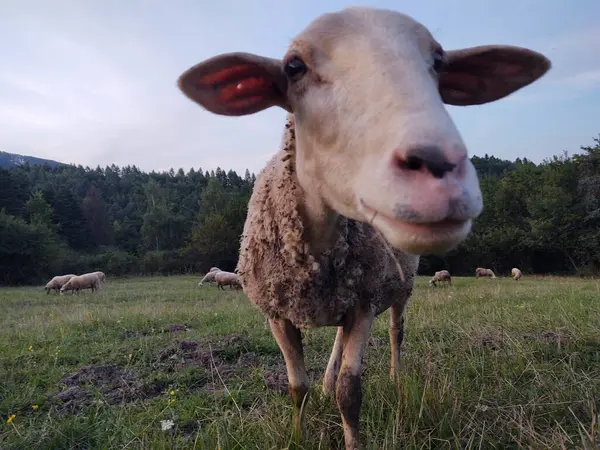 Stádo Ovcí Pasoucí Poli Přírodním Pozadí — Stock fotografie