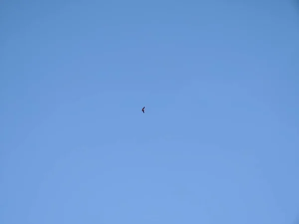 Pássaro Voando Céu Azul — Fotografia de Stock