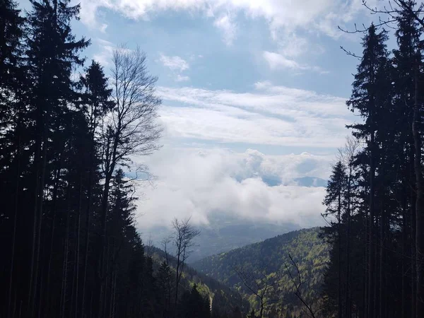 stock image Beautiful mountain landscape with forest