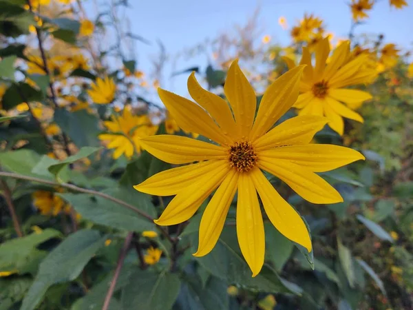 绿色花园里的黄色花朵 — 图库照片