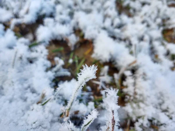 Hierba Cubierta Nieve Bosque —  Fotos de Stock