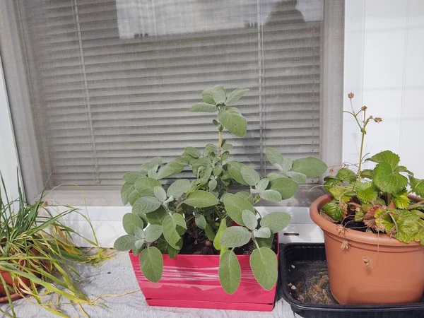 Plantes Vertes Dans Des Pots Sur Rebord Fenêtre — Photo