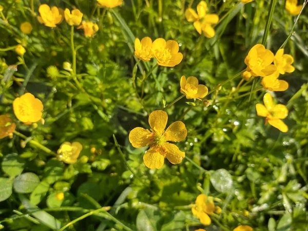 Żółte Kwiaty Zielone Pole — Zdjęcie stockowe