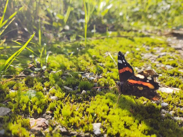 Beau Papillon Sur Fond Nature Gros Plan — Photo