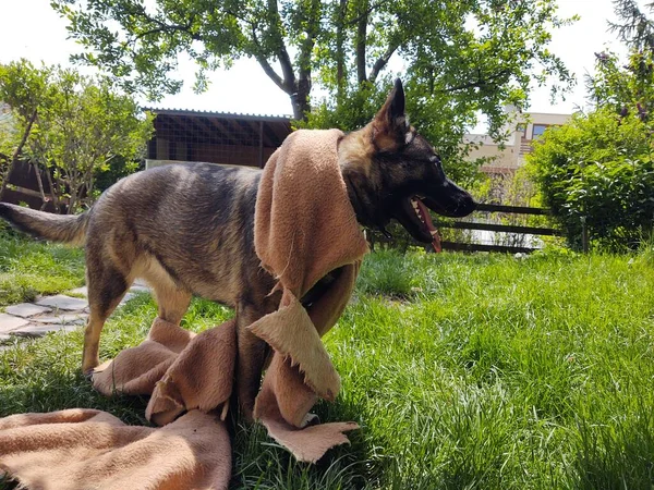 Schäferhund Spielt Mit Stoff Hof — Stockfoto