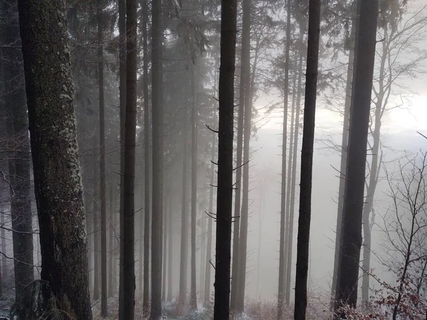 Bela Floresta Inverno Com Árvores Nevoeiro — Fotografia de Stock