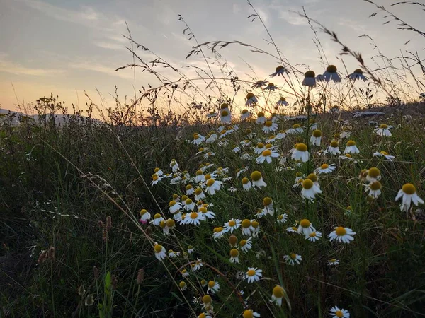 夕暮れ時の野の美しい花 — ストック写真