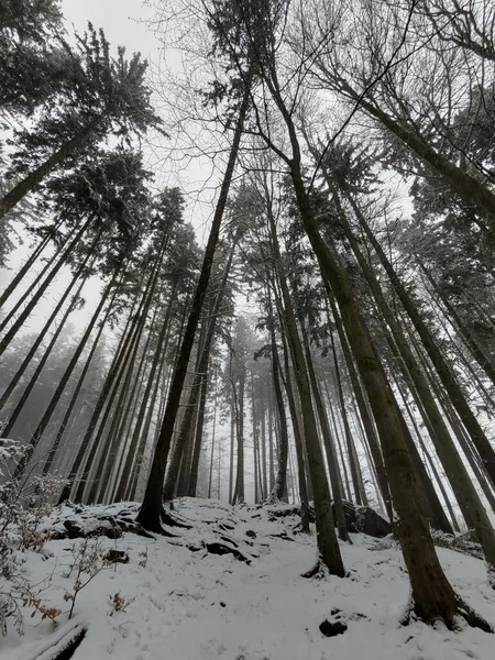 Winterlandschaft Des Verschneiten Waldes — Stockfoto