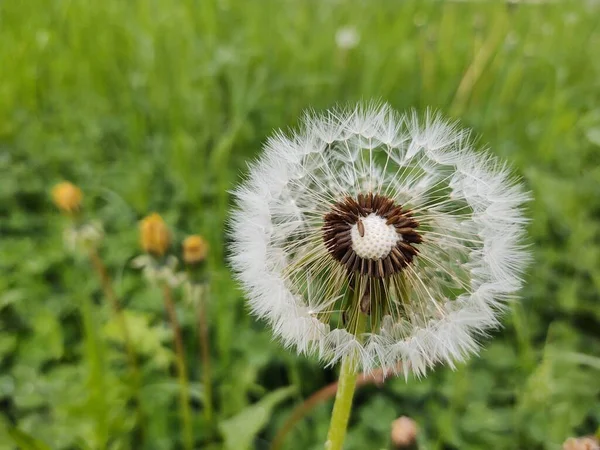 蒲公英花在绿色的草地上 — 图库照片