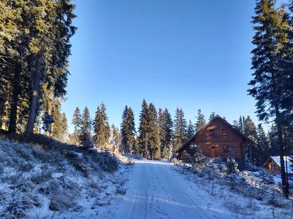 Schöne Winterlandschaft Mit Wald — Stockfoto