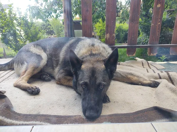 Perro Pastor Alemán Acostado Alfombra Balcón Madera — Foto de Stock