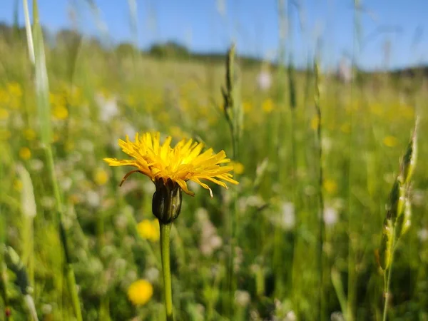 Gelbe Blume Grünen Feld — Stockfoto