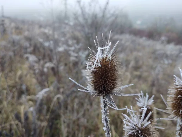 Zimní Krajina Zasněženými Rostlinami — Stock fotografie