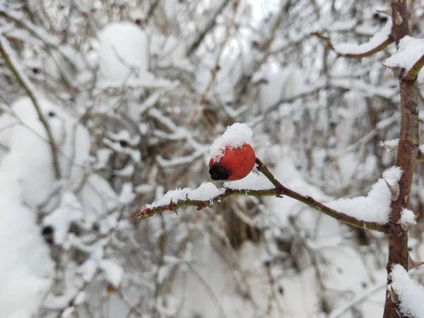 Donmuş Kırmızı Böğürtlen Kışın Karlı Dalda — Stok fotoğraf