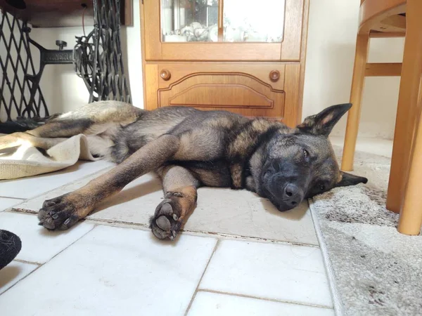 Dog Lying Floor Home — Stock Photo, Image
