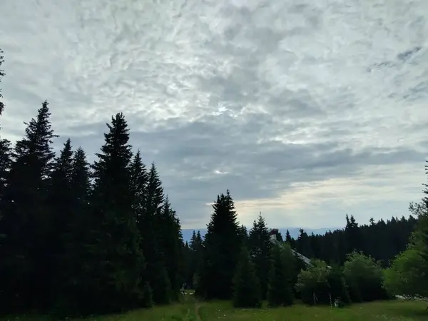 Schöne Berglandschaft Mit Wald — Stockfoto