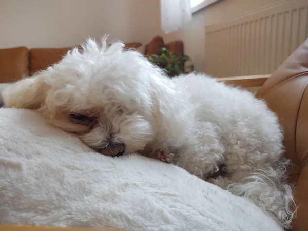 Cão Peludo Bonito Travesseiro Casa — Fotografia de Stock