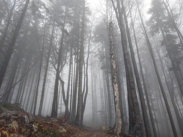 Misterio Bosque Otoño Tiempo Niebla — Foto de Stock