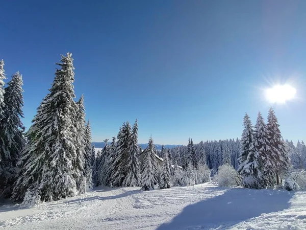 Bela Paisagem Inverno Com Árvores Cobertas Neve — Fotografia de Stock