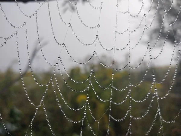 Pókháló Közelsége Erdőben — Stock Fotó